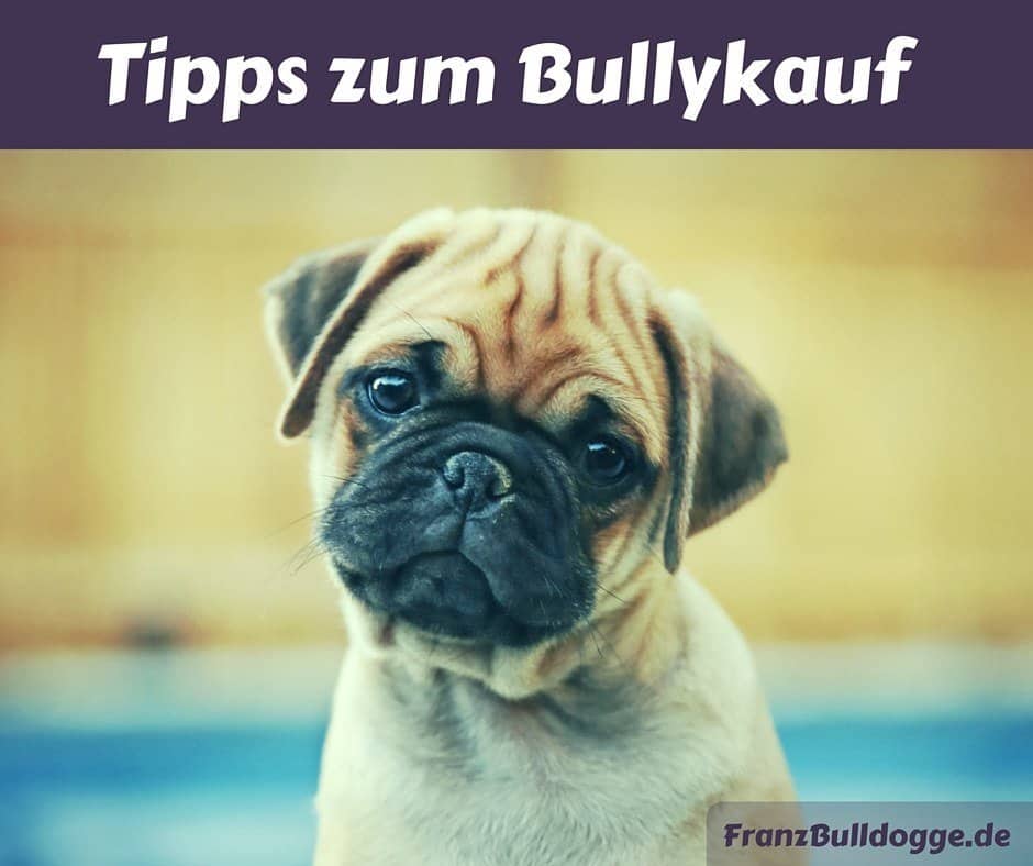 Französische Bulldogge kaufen: Das solltest du beachten!