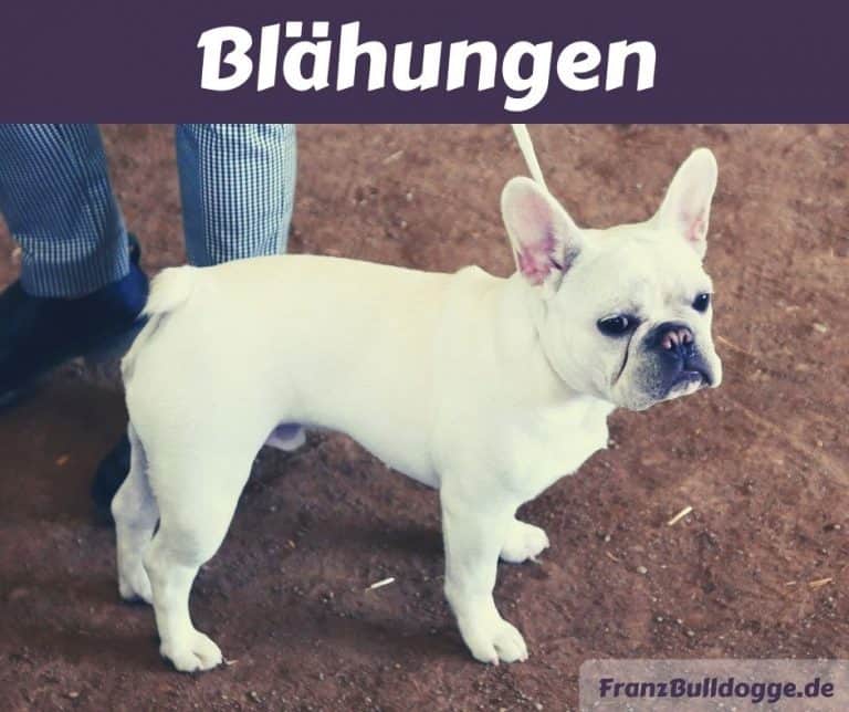 Französische Bulldogge hat Blähungen Ursachen, Diagnose und Behandlung